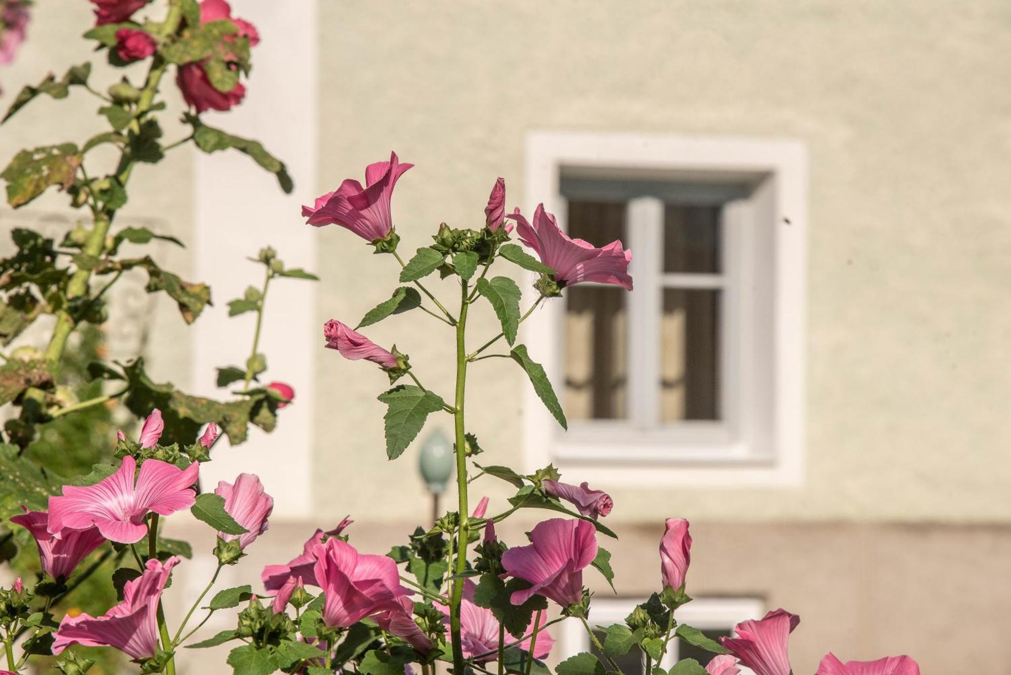 Puenlandhof Apartment Brunico Exterior photo