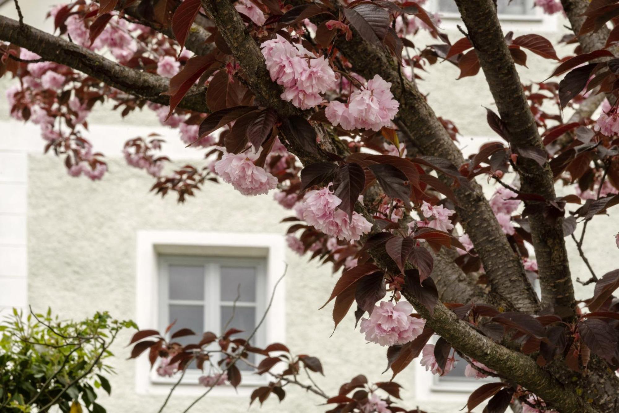 Puenlandhof Apartment Brunico Exterior photo